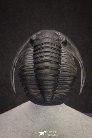 20047 - Top Quality "Flying" 1.32 Inch Cornuproetus sp Middle Devonian Trilobite