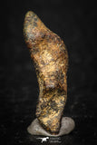 05389 - Agoudal Imilchil Iron IIAB Meteorite 3.2g Collector Grade