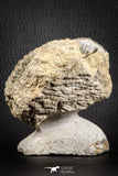 07142 - Top Beautiful 3.34 Inch Anetoceras sp Devonian Ammonite