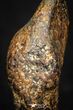 05389 - Agoudal Imilchil Iron IIAB Meteorite 3.2g Collector Grade