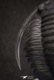 20047 - Top Quality "Flying" 1.32 Inch Cornuproetus sp Middle Devonian Trilobite
