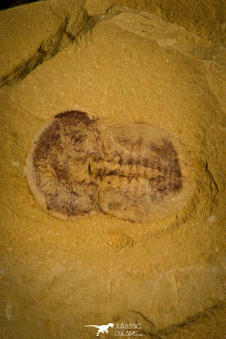 30143 - Positive/Negative 0.39 Inch Trilobite Ancestor Cambrian - China
