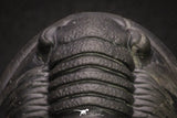 20047 - Top Quality "Flying" 1.32 Inch Cornuproetus sp Middle Devonian Trilobite