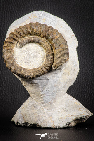07143 - Top Beautiful 2.89 Inch Anetoceras sp Devonian Ammonite