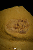 30143 - Positive/Negative 0.39 Inch Trilobite Ancestor Cambrian - China