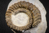 07143 - Top Beautiful 2.89 Inch Anetoceras sp Devonian Ammonite