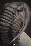 20047 - Top Quality "Flying" 1.32 Inch Cornuproetus sp Middle Devonian Trilobite