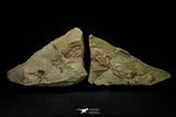 21111 - Rare Unidentified 2 Asaphids + 2 Toletanaspis sp Trilobites Lower Ordovician Fezouata Fm