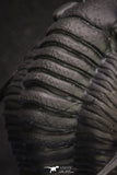 20047 - Top Quality "Flying" 1.32 Inch Cornuproetus sp Middle Devonian Trilobite