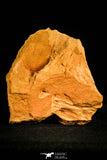 30144 - Top Well Preserved 1.39 Inch Tsinania laebigate Cambrian Trilobite - China