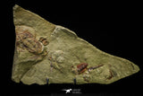 21111 - Rare Unidentified 2 Asaphids + 2 Toletanaspis sp Trilobites Lower Ordovician Fezouata Fm