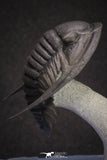20047 - Top Quality "Flying" 1.32 Inch Cornuproetus sp Middle Devonian Trilobite