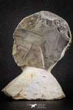 07143 - Top Beautiful 2.89 Inch Anetoceras sp Devonian Ammonite