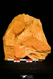 30144 - Top Well Preserved 1.39 Inch Tsinania laebigate Cambrian Trilobite - China