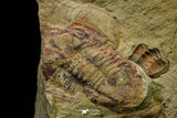 21111 - Rare Unidentified 2 Asaphids + 2 Toletanaspis sp Trilobites Lower Ordovician Fezouata Fm