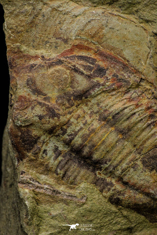 21111 - Rare Unidentified 2 Asaphids + 2 Toletanaspis sp Trilobites Lower Ordovician Fezouata Fm