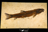 30145- Rare Large 17.44 Inch Notogoneus osculus Fossil Fish - Scarce Species - Eocene Wyoming