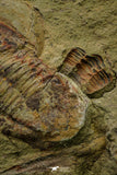 21111 - Rare Unidentified 2 Asaphids + 2 Toletanaspis sp Trilobites Lower Ordovician Fezouata Fm