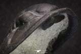 20047 - Top Quality "Flying" 1.32 Inch Cornuproetus sp Middle Devonian Trilobite