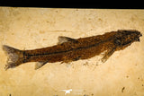 30145- Rare Large 17.44 Inch Notogoneus osculus Fossil Fish - Scarce Species - Eocene Wyoming