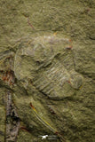 21111 - Rare Unidentified 2 Asaphids + 2 Toletanaspis sp Trilobites Lower Ordovician Fezouata Fm