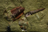 21111 - Rare Unidentified 2 Asaphids + 2 Toletanaspis sp Trilobites Lower Ordovician Fezouata Fm