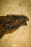 30145- Rare Large 17.44 Inch Notogoneus osculus Fossil Fish - Scarce Species - Eocene Wyoming