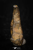 05391 - Agoudal Imilchil Iron IIAB Meteorite 4.3g Collector Grade