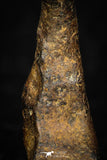 05391 - Agoudal Imilchil Iron IIAB Meteorite 4.3g Collector Grade