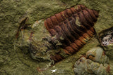 21111 - Rare Unidentified 2 Asaphids + 2 Toletanaspis sp Trilobites Lower Ordovician Fezouata Fm