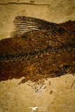 30145- Rare Large 17.44 Inch Notogoneus osculus Fossil Fish - Scarce Species - Eocene Wyoming
