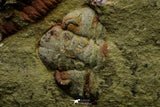 21111 - Rare Unidentified 2 Asaphids + 2 Toletanaspis sp Trilobites Lower Ordovician Fezouata Fm