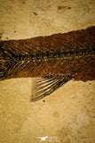 30145- Rare Large 17.44 Inch Notogoneus osculus Fossil Fish - Scarce Species - Eocene Wyoming