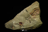 21111 - Rare Unidentified 2 Asaphids + 2 Toletanaspis sp Trilobites Lower Ordovician Fezouata Fm