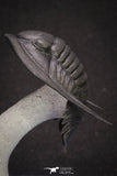 20047 - Top Quality "Flying" 1.32 Inch Cornuproetus sp Middle Devonian Trilobite