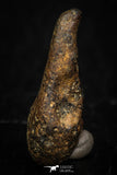 05391 - Agoudal Imilchil Iron IIAB Meteorite 4.3g Collector Grade
