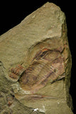 21111 - Rare Unidentified 2 Asaphids + 2 Toletanaspis sp Trilobites Lower Ordovician Fezouata Fm