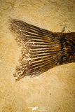 30145- Rare Large 17.44 Inch Notogoneus osculus Fossil Fish - Scarce Species - Eocene Wyoming