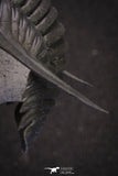 20047 - Top Quality "Flying" 1.32 Inch Cornuproetus sp Middle Devonian Trilobite