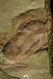 21111 - Rare Unidentified 2 Asaphids + 2 Toletanaspis sp Trilobites Lower Ordovician Fezouata Fm