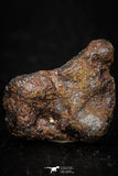 05392 - Agoudal Imilchil Iron IIAB Meteorite 8.3g Collector Grade