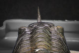 20048 - Well Prepared "Flying" 2.65 Inch Morocconites malladoides Middle Devonian Trilobite