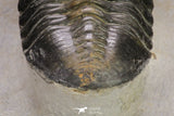 20048 - Well Prepared "Flying" 2.65 Inch Morocconites malladoides Middle Devonian Trilobite
