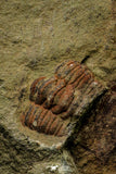 21111 - Rare Unidentified 2 Asaphids + 2 Toletanaspis sp Trilobites Lower Ordovician Fezouata Fm