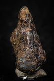 05392 - Agoudal Imilchil Iron IIAB Meteorite 8.3g Collector Grade