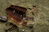 21111 - Rare Unidentified 2 Asaphids + 2 Toletanaspis sp Trilobites Lower Ordovician Fezouata Fm