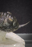 20048 - Well Prepared "Flying" 2.65 Inch Morocconites malladoides Middle Devonian Trilobite