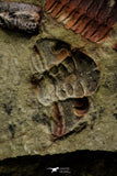 21111 - Rare Unidentified 2 Asaphids + 2 Toletanaspis sp Trilobites Lower Ordovician Fezouata Fm