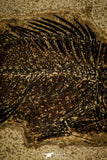 30146- Superb 7.32 Inch Cockerellites (Priscacara) liops Fossil Fish - Eocene Wyoming