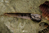 21111 - Rare Unidentified 2 Asaphids + 2 Toletanaspis sp Trilobites Lower Ordovician Fezouata Fm